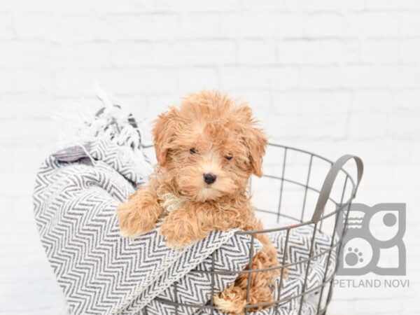 Yorkiepoo DOG Male BEIGE 34301 Petland Novi, Michigan