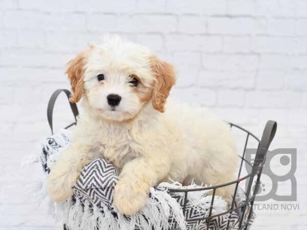 Cavachon DOG Male Blenheim 34302 Petland Novi, Michigan