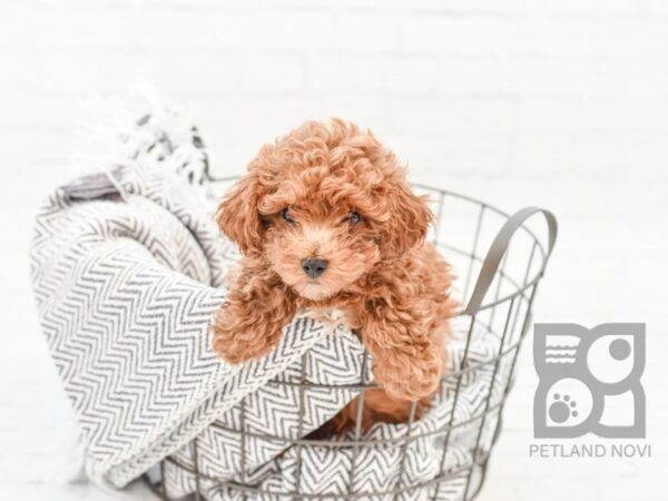 Miniature Poodle DOG Male RED 34303 Petland Novi, Michigan