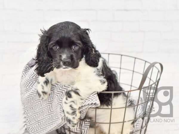 Cocker Spaniel DOG Female blk wh 34304 Petland Novi, Michigan