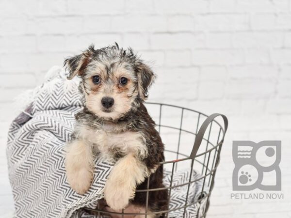 Yochon-DOG-Female-BRN WH-34305-Petland Novi, Michigan