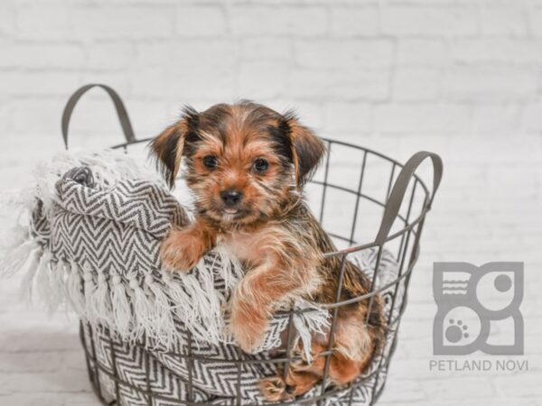 Yorkiepoo-DOG-Male-BEIGE-34306-Petland Novi, Michigan