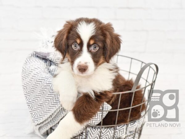 Miniature Australian Shepherd-DOG-Female-RED TRI-34307-Petland Novi, Michigan