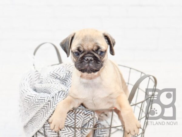 Pug/Puggle-DOG-Female-Fawn-34308-Petland Novi, Michigan