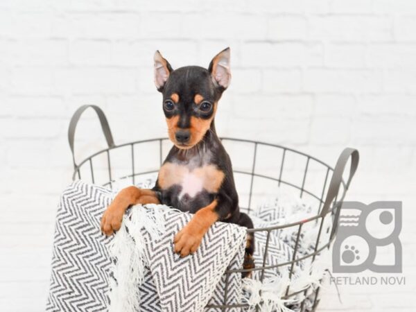 Miniature Pinscher-DOG-Male-Black / Tan-34311-Petland Novi, Michigan