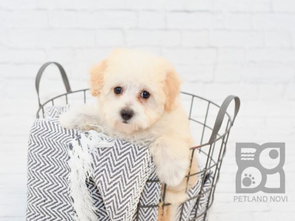 Poodle-DOG-Female-Cream-34312-Petland Novi, Michigan