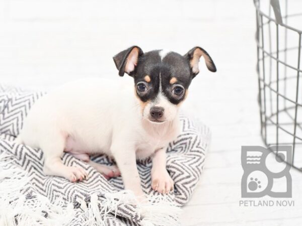 Chihuahua DOG Male White Black / Tan 34313 Petland Novi, Michigan