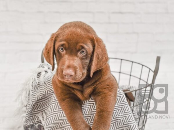 Labrador Retriever DOG Male Chocolate 34314 Petland Novi, Michigan