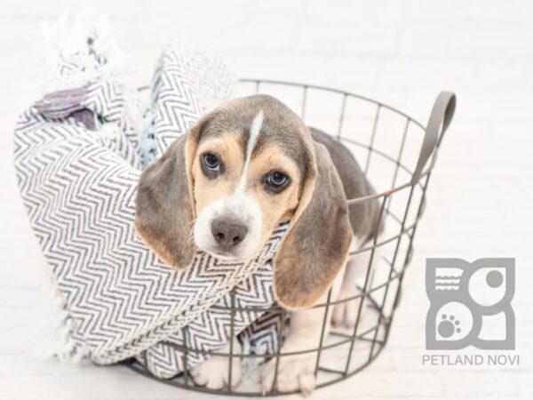 Beagle-DOG-Male-Blue-34315-Petland Novi, Michigan