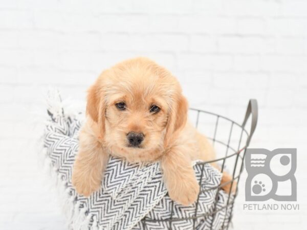 Mini Labradoodle-DOG-Male-Golden-34317-Petland Novi, Michigan