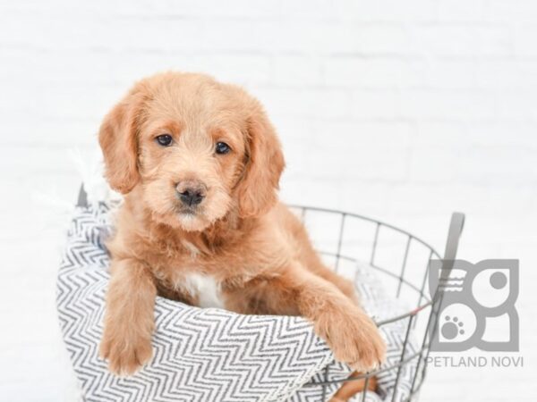 Mini Labradoodle-DOG-Female-Red-34318-Petland Novi, Michigan