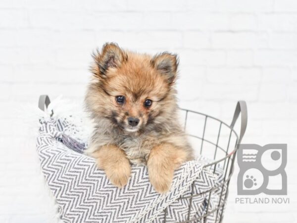 Pomeranian DOG Male Sable 34319 Petland Novi, Michigan