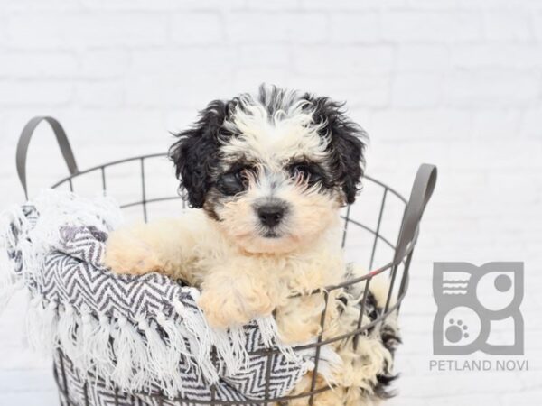 Teddy Bear-DOG-Female-BLK WHITE-34320-Petland Novi, Michigan