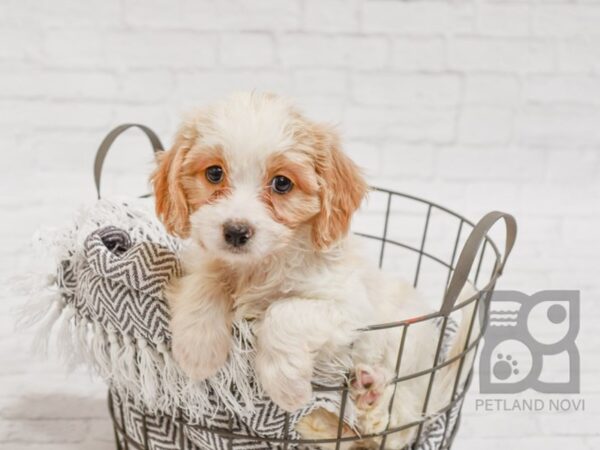 Cavachon-DOG-Female-BLENHIEM-34322-Petland Novi, Michigan