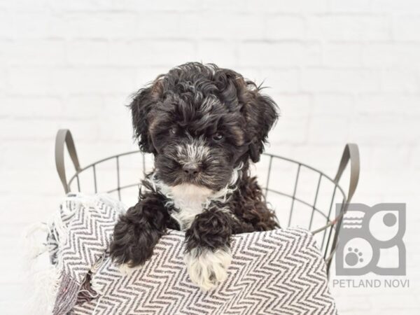 Havapoo-DOG-Male-BLK WHITE-34323-Petland Novi, Michigan