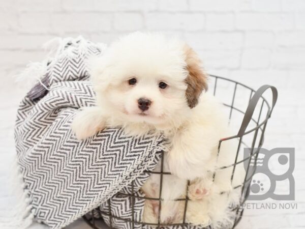 Bichon Poo DOG Male BROWN WHITE 34324 Petland Novi, Michigan