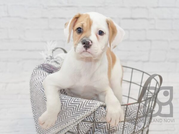 Bull Puggle DOG Female BRN WH 34325 Petland Novi, Michigan