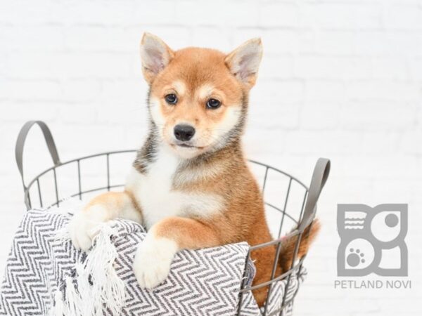 Shiba Inu DOG Female Red 34326 Petland Novi, Michigan