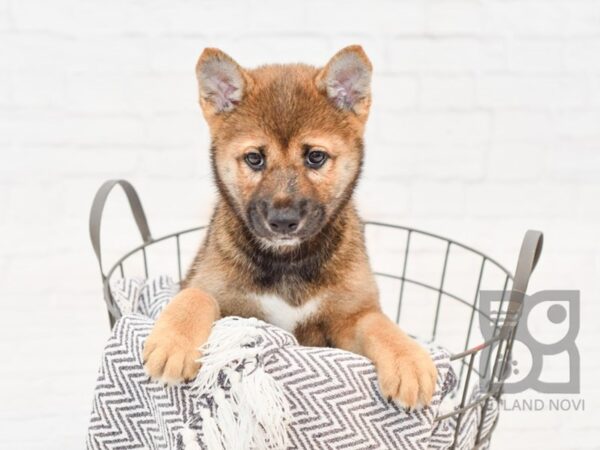 Shiba Inu DOG Male Red 34327 Petland Novi, Michigan