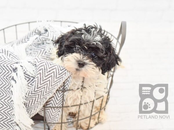 Shih Poo DOG Female Black & White 34328 Petland Novi, Michigan