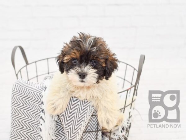 Lhasa/havanese-DOG-Male-Brown & White-34329-Petland Novi, Michigan