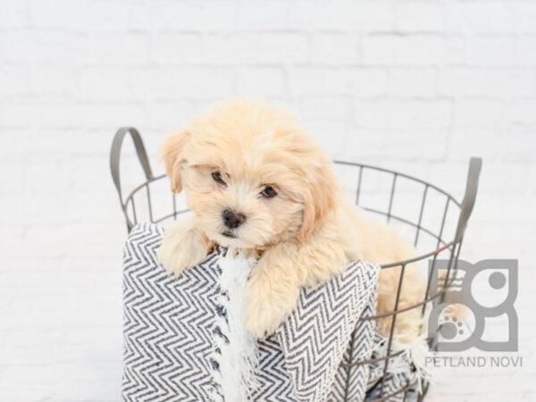 Lhasa/havanese DOG Male Cream 34330 Petland Novi, Michigan