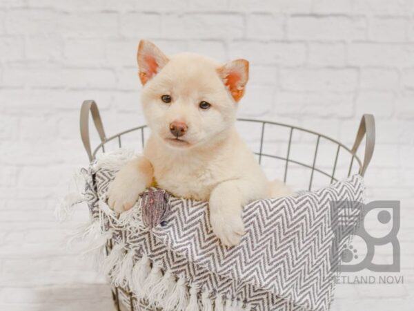 Shiba Inu DOG Female Cream 34331 Petland Novi, Michigan