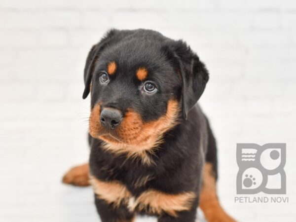 Rottweiler DOG Male Black & Tan 34332 Petland Novi, Michigan