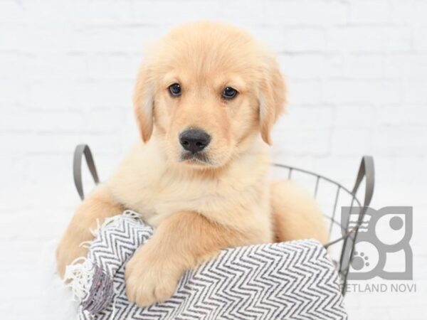 Golden Retriever-DOG-Male-Golden-34333-Petland Novi, Michigan