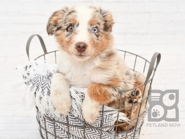 Australian Shepherd DOG Male Red Merle 34334 Petland Novi, Michigan