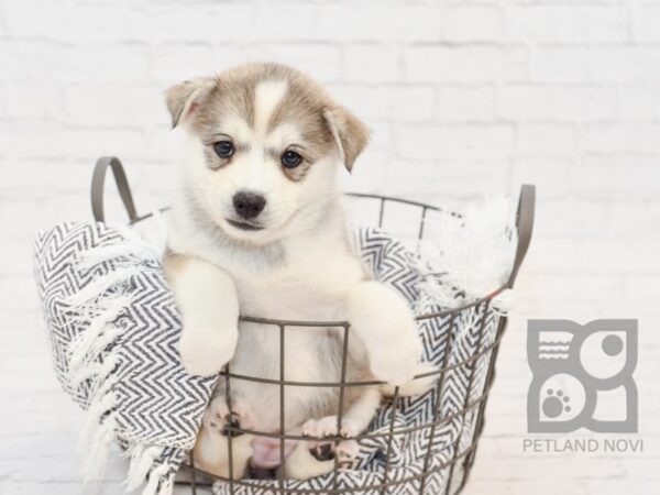 Mini Husky DOG Female BLK WHITE 34335 Petland Novi, Michigan