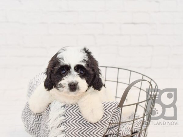 Daisy Dog-DOG-Male-BLK WH-34336-Petland Novi, Michigan