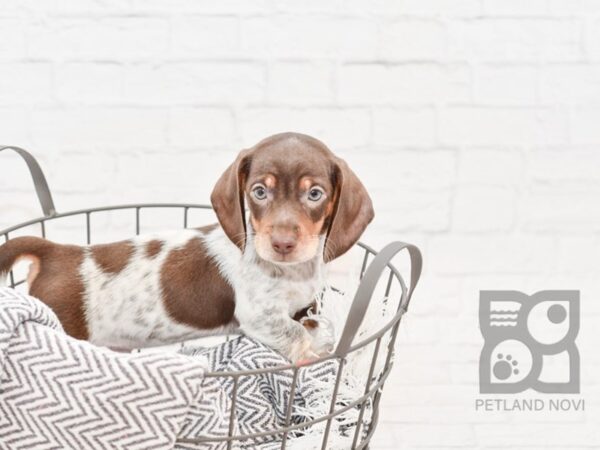 Dachshund-DOG-Male-BLK WHITE-34338-Petland Novi, Michigan