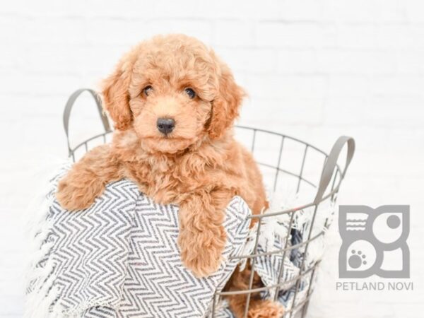 Poodle DOG Male RED 34339 Petland Novi, Michigan