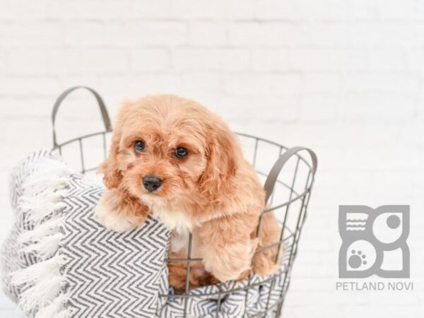 Cavapoo-DOG-Female-RED-34340-Petland Novi, Michigan