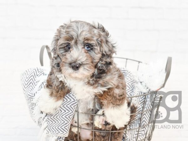 Mini Aussiepoo DOG Female BLUE MRLE 34341 Petland Novi, Michigan