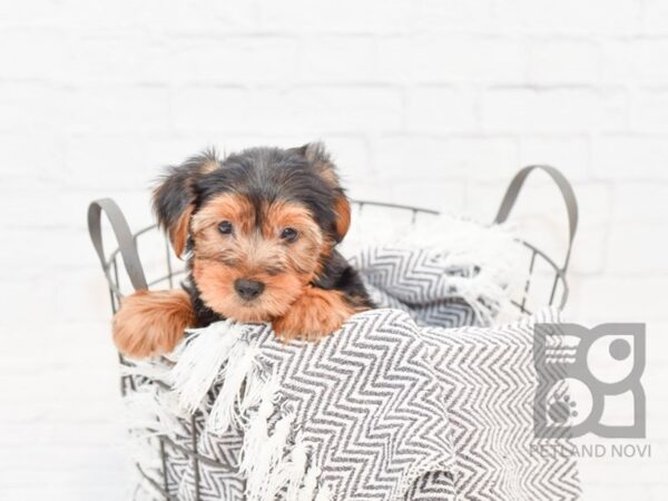 Yorkshire Terrier-DOG-Male-BLK TAN-34342-Petland Novi, Michigan