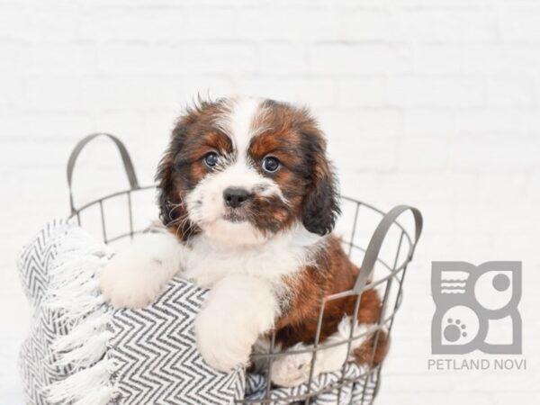 CavaTzu-DOG-Female-BRN WH-34343-Petland Novi, Michigan