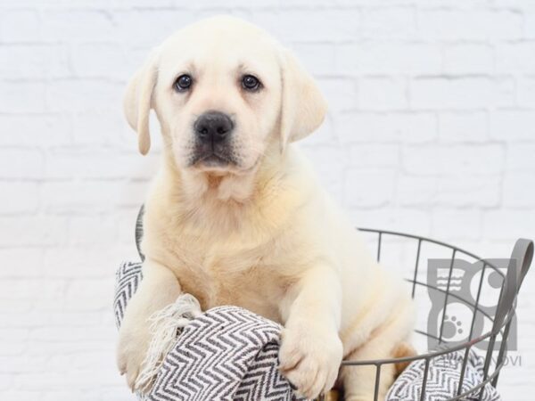 Labrador Retriever DOG Female Yellow 34345 Petland Novi, Michigan