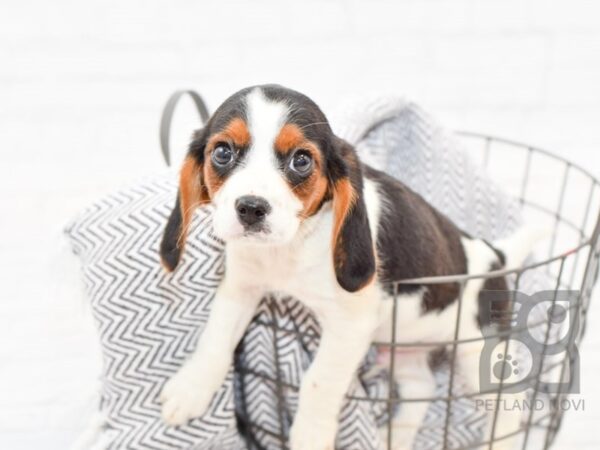 Beaglier DOG Male Tri 34346 Petland Novi, Michigan