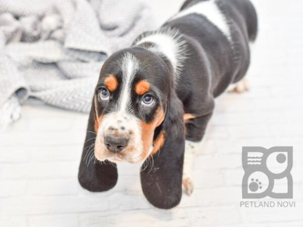 Basset Hound DOG Male Lemon & White 34347 Petland Novi, Michigan