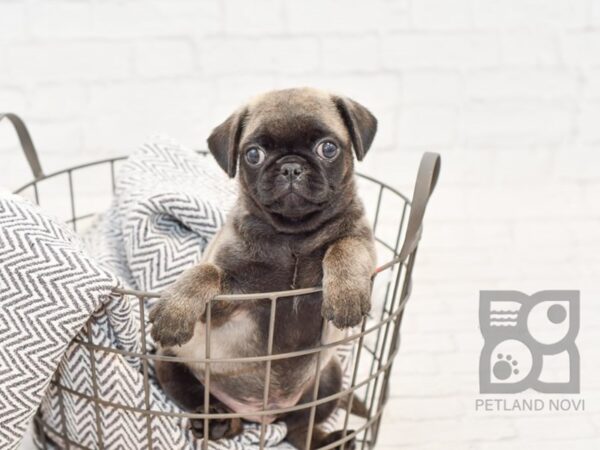 Pug DOG Male Silver 34348 Petland Novi, Michigan