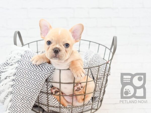 French Bulldog-DOG-Male-Fawn-34349-Petland Novi, Michigan
