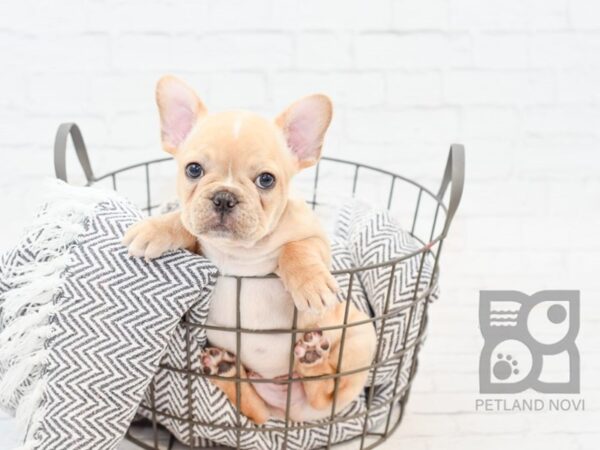 French Bulldog DOG Male Fawn 34349 Petland Novi, Michigan