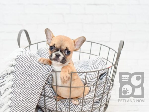 French Bulldog-DOG-Female-Fawn w/Blk Mask-34350-Petland Novi, Michigan