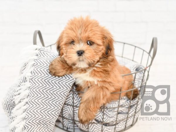 Lhasa Apso-DOG-Female-Gold & White-34352-Petland Novi, Michigan