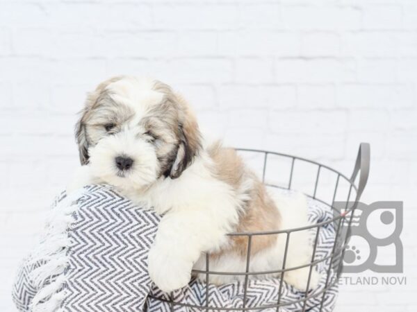 Lhasapoo DOG Male Gold & White 34353 Petland Novi, Michigan