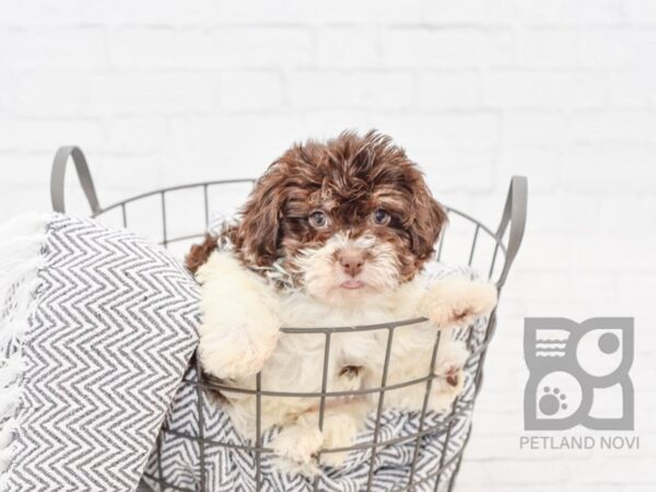 Havanese DOG Male Chocolate & White 34354 Petland Novi, Michigan