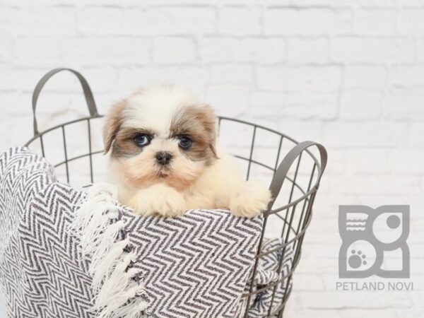 Shih Tzu DOG Female Blue & White 34355 Petland Novi, Michigan