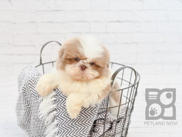 Shih Tzu-DOG-Female-Lemon & White-34356-Petland Novi, Michigan